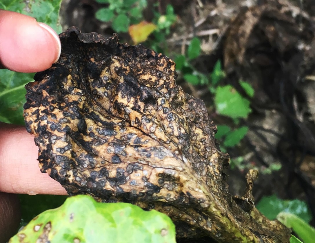 A completely dead sugarbeet leaf.